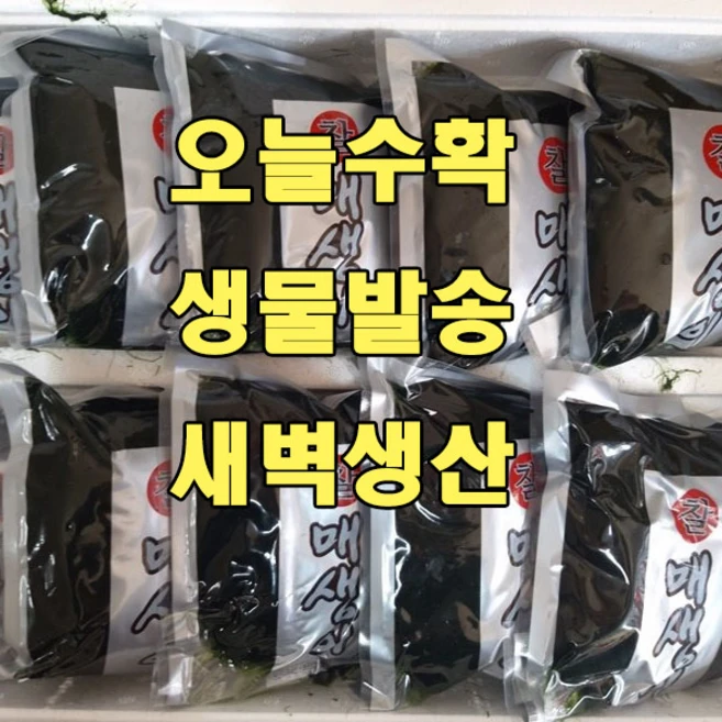 매생이