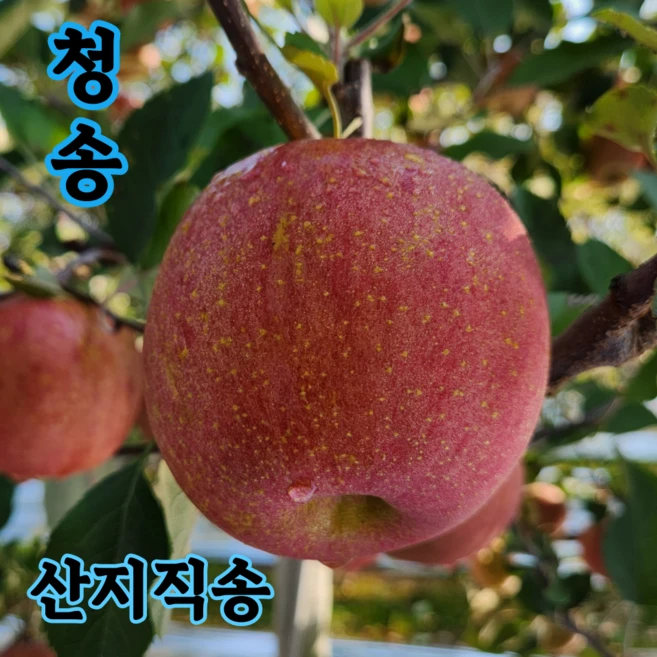 청송사과